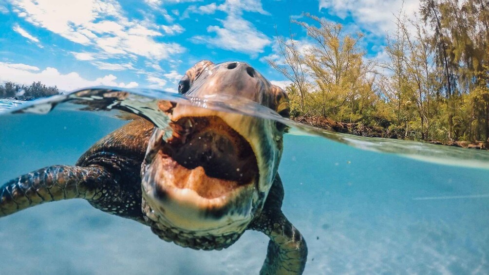 Una tortuga nada bajo el agua, con agua cristalina y una ribera boscosa al fondo. 4