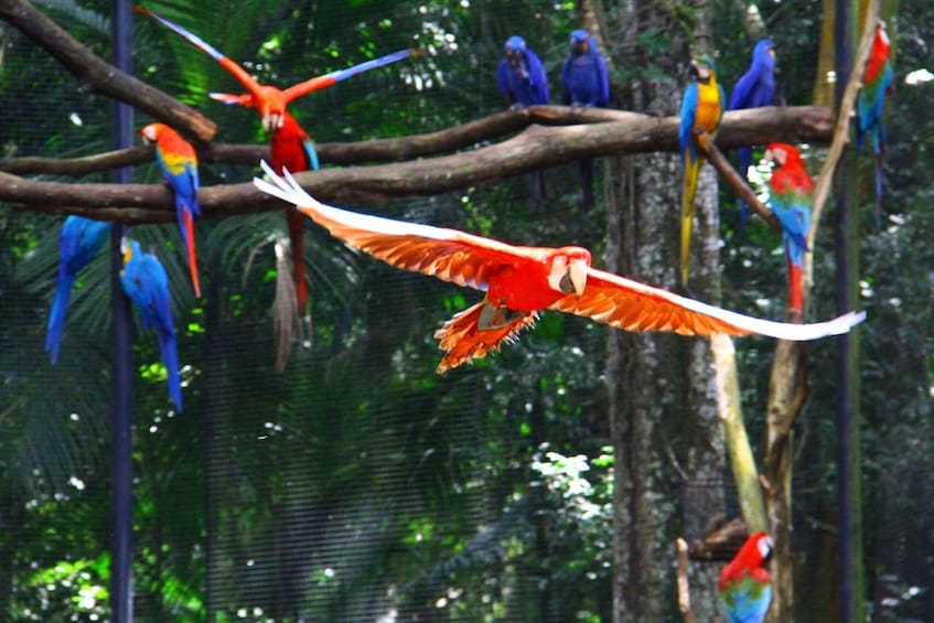 Picture 3 for Activity Brazilian Falls, Bird Park and Itaipu Dam 5