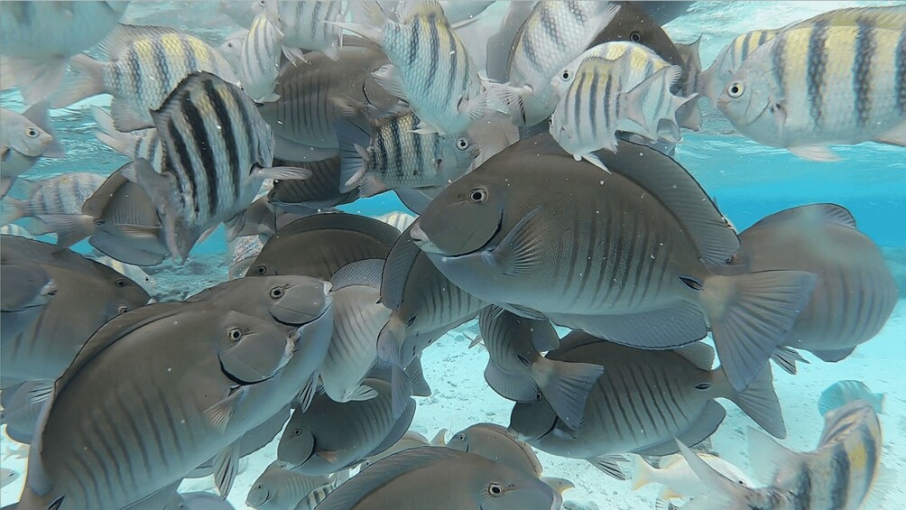 From San Andres: Cayo Acuario Tour 1
