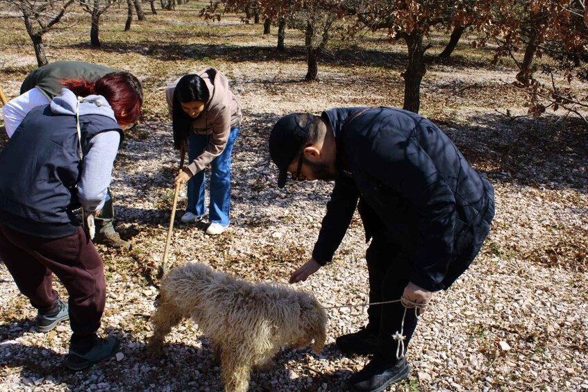 A group of people in a park with a dog on a leash. 3