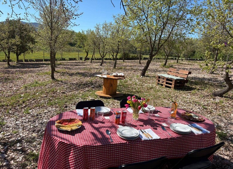 An outdoor picnic setup with a checkered tablecloth, plates, cutlery, a pizza, and a wooden bench in a tree-lined area. 2