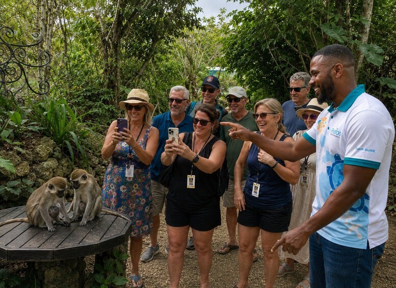Picture 2 for Activity St. Peter: Monkey Feeding at Barbados Wildlife Reserve 2