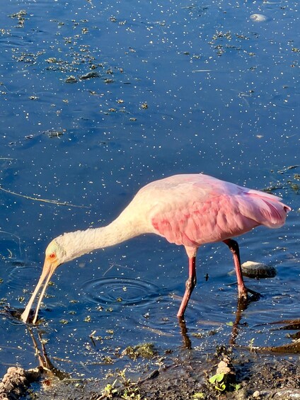 Picture 6 for Activity Kissimmee: 1 Hour Florida Everglades Pontoon Boat Tour 2