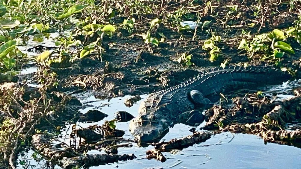 Picture 5 for Activity Kissimmee: 1 Hour Florida Everglades Pontoon Boat Tour 3
