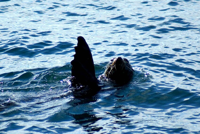 Picture 3 for Activity Auckland: Tikapa Moana Whales, Dolphins and Islands Cruise 4
