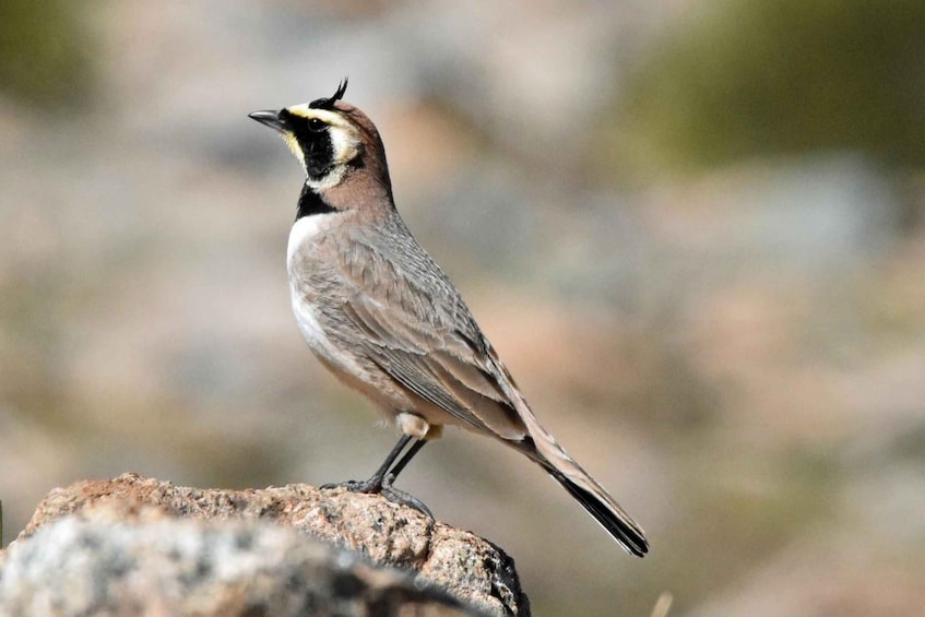 A bird perched on a rock. 3
