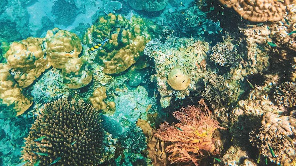 Picture 13 for Activity Phuket: Phi Phi Islands Gold Class Cruise & Snorkeling Tour 4