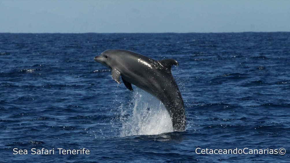 Picture 11 for Activity Puerto Colon: Dolphin and Whale Watching Speedboat Cruise 4