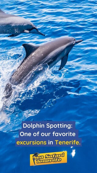 Dolphins jumping out of the water. 1