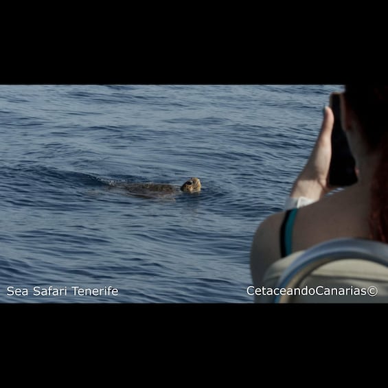 Picture 10 for Activity Puerto Colon: Dolphin and Whale Watching Speedboat Cruise 3