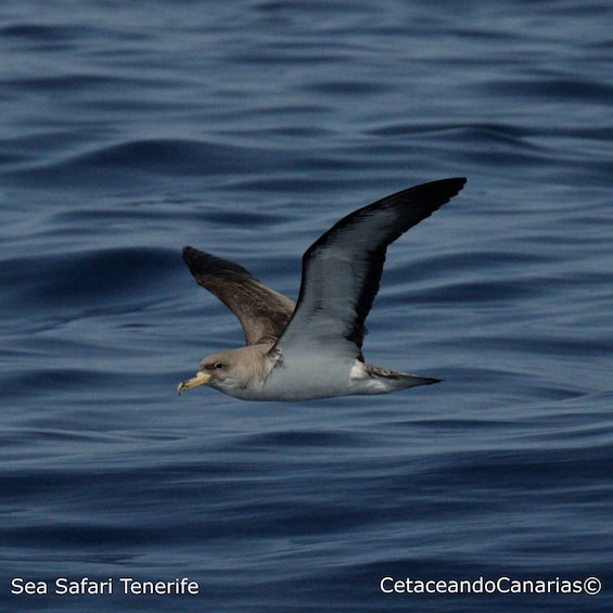 Picture 17 for Activity Puerto Colon: Dolphin and Whale Watching Speedboat Cruise 5