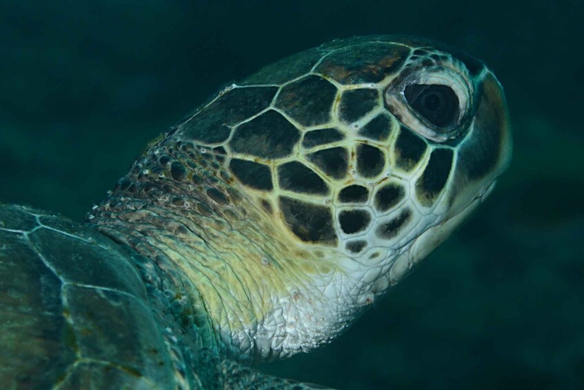 Picture 7 for Activity Santa Maria: Guided Snorkeling and Reef Tour 2