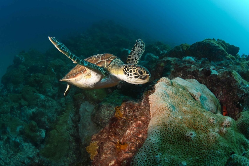 Picture 1 for Activity Santa Maria: Guided Snorkeling and Reef Tour 3