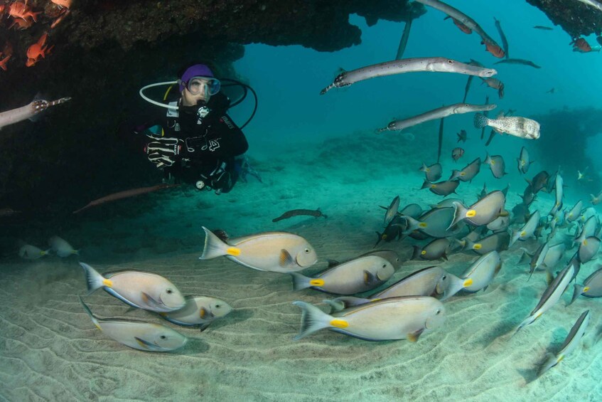Picture 5 for Activity Santa Maria: Guided Snorkeling and Reef Tour 4