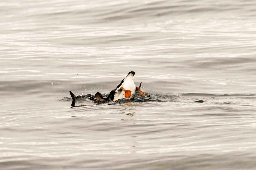 Picture 46 for Activity Bleik: Whale Watching by Speedboat with Puffins and Muffins 4