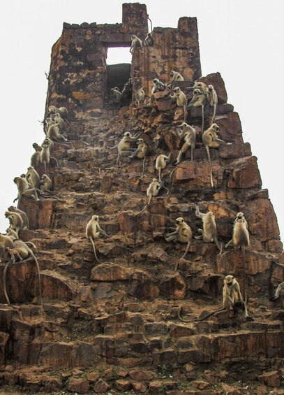Picture 12 for Activity 3 Days Ranthambore Wildlife Adventure Tour from Delhi 4