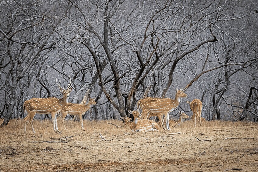 Picture 11 for Activity 3 Days Ranthambore Wildlife Adventure Tour from Delhi 3