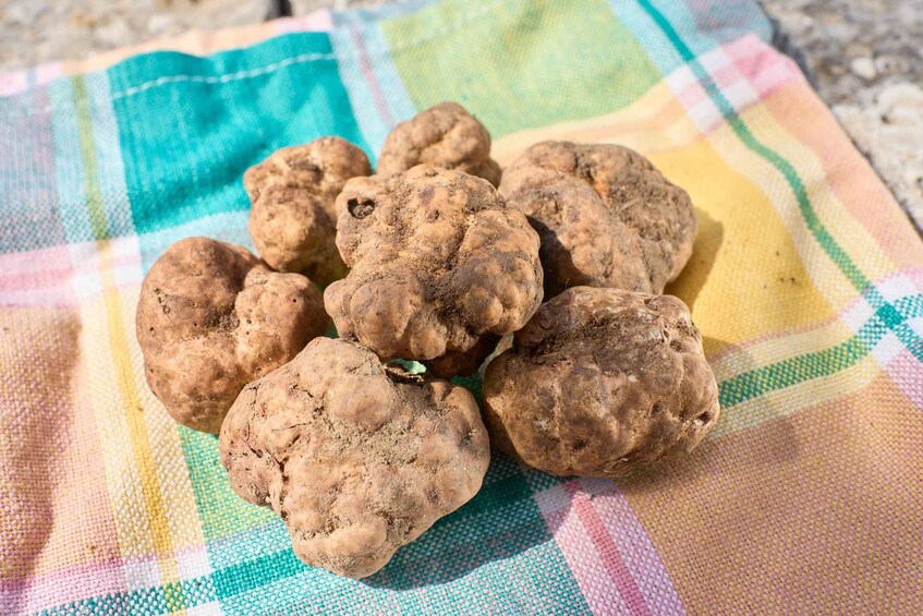 Picture 1 for Activity MONTEPULCIANO: Tuscan Truffle Hunting Experience with Lunch 2