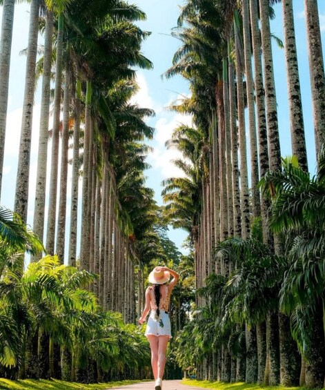 A person walking down a path flanked by tall palm trees. 2
