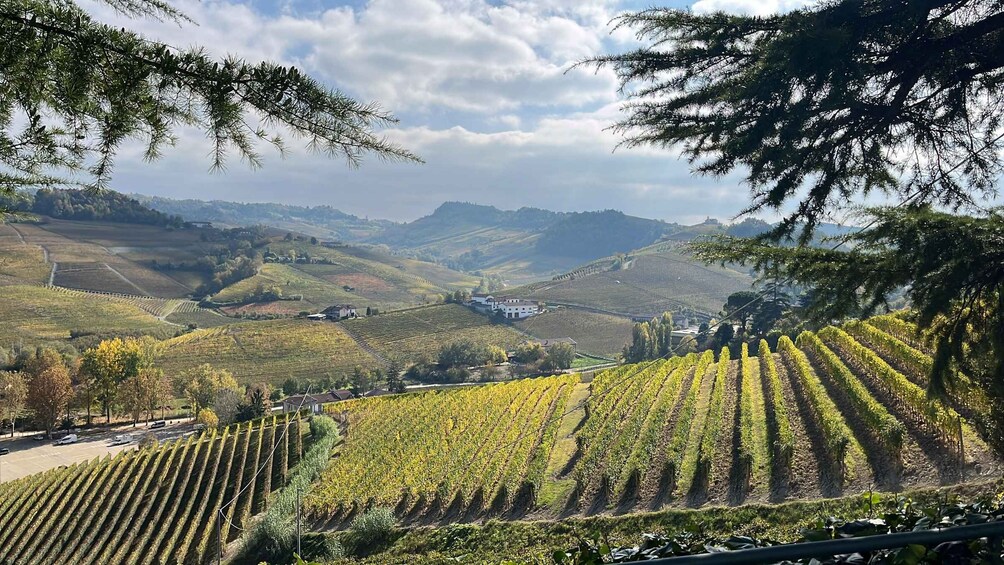 Picture 9 for Activity From Milan: Small-Group Barolo Wine Tasting in the Langhe 2