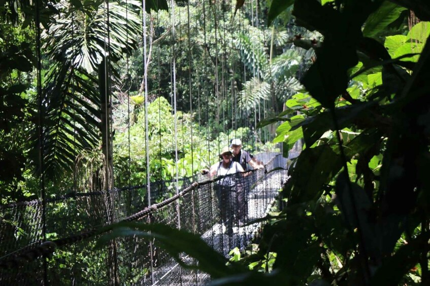 A group of people walking on a suspended bridge in a dense forest. 3