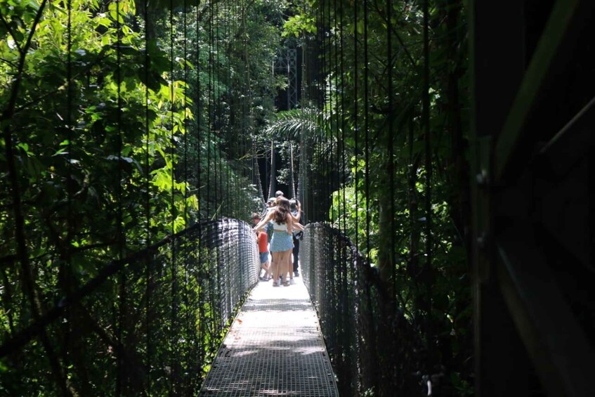 A suspension bridge surrounded by dense foliage. 2