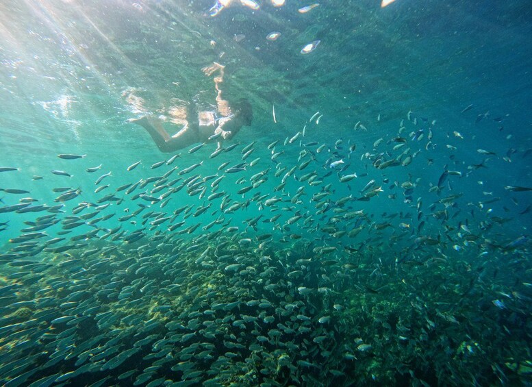 Picture 2 for Activity Cebu: Oslob Whale Sharks & Sardine Run with Licensed Guide 3