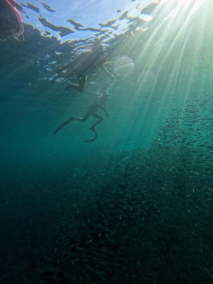 Picture 7 for Activity Cebu: Oslob Whale Sharks & Sardine Run with Licensed Guide 2