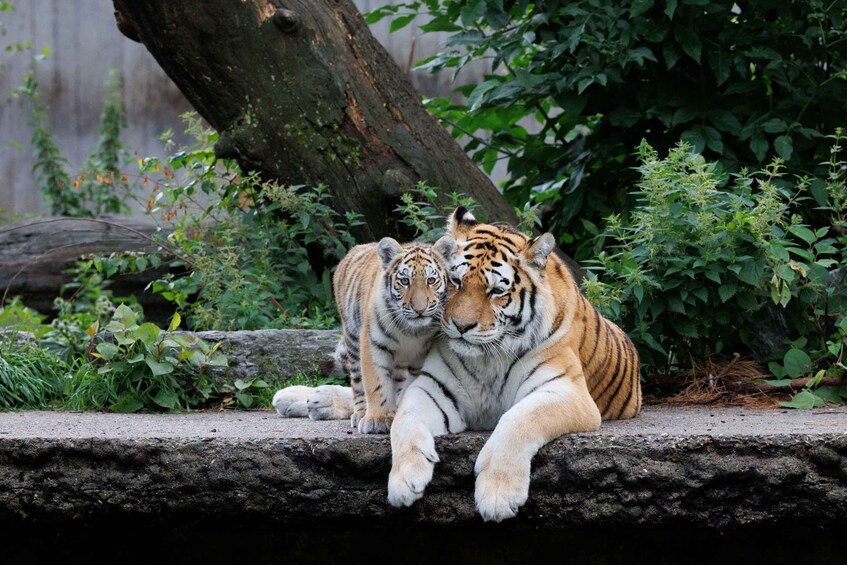 Deux tigres se reposent sur une corniche de pierre, entourés de verdure. 5