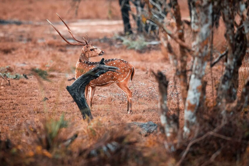 Et hjort i et tørt, rødbrun landskab med sparsom vegetation og et væltet træ. 5
