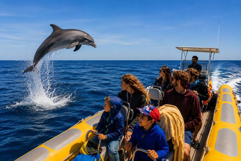 Can Picafort: Dolphin Watching Boat Tour, Swimming stop 1