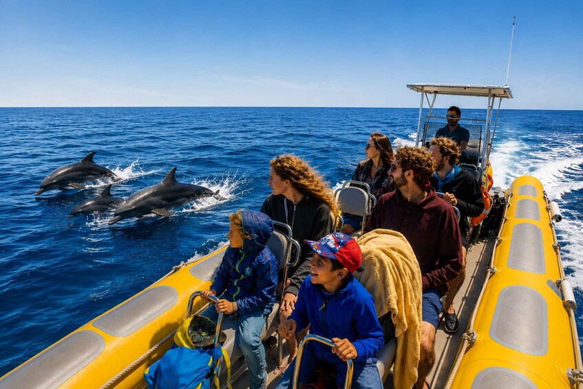 Picture 1 for Activity Can Picafort: Dolphin Watching Boat Tour, Swimming stop 2