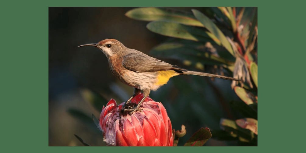 Picture 2 for Activity From Underberg: Sani Pass Birding Tour with Birding Guide 2