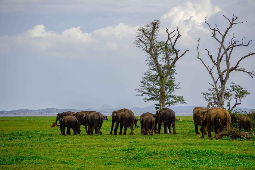Picture 10 for Activity Polonnaruwa Sight Seeing Tour and Minneriya Elephant Safari 3