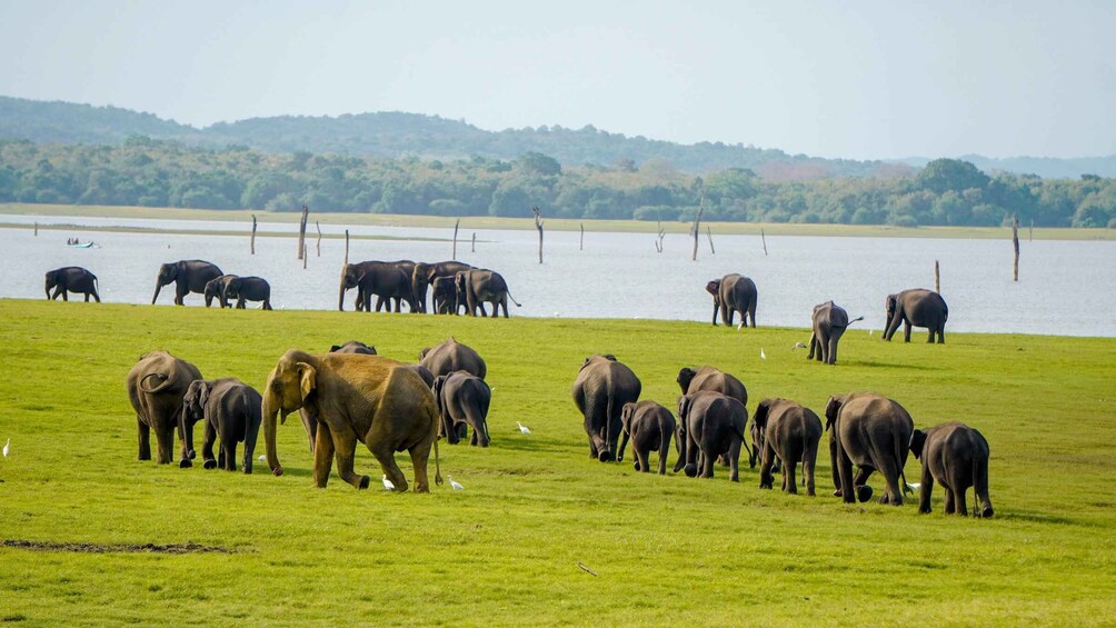 A herd of elephants in a grassy field near a body of water with trees in the background. 2