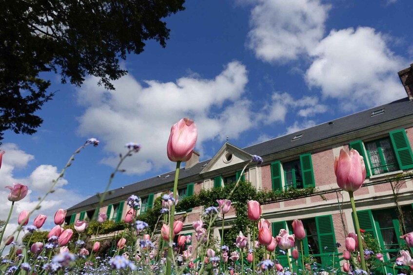 A row of pink tulips in front of a building with green shutters. 2