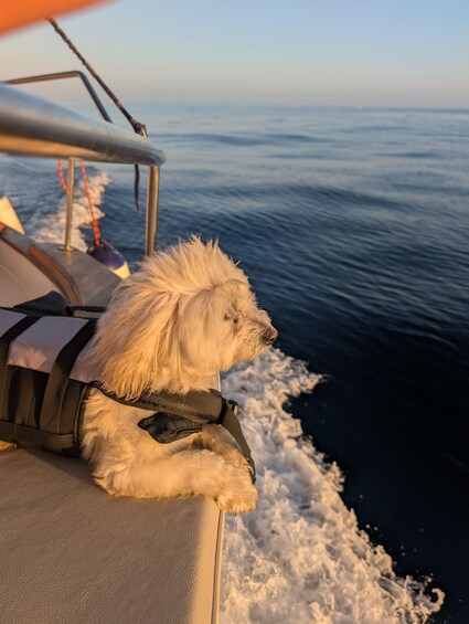 Picture 17 for Activity Estepona 2-Hour Boat Trip with Drinks and Dolphin Watching 5