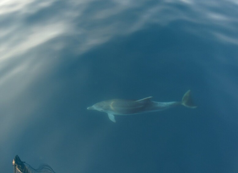 A dolphin swimming in the ocean. 1