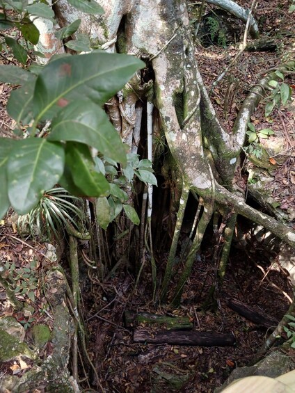 A tree with exposed roots and a fallen branch. 5