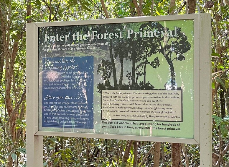 A sign titled 'Enter the Forest Primeval' with text and a forest illustration. 4