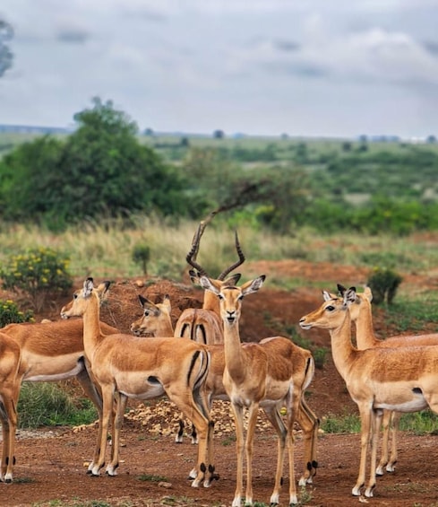Picture 65 for Activity Nairobi: National Park, Elephants & Giraffe Center 1