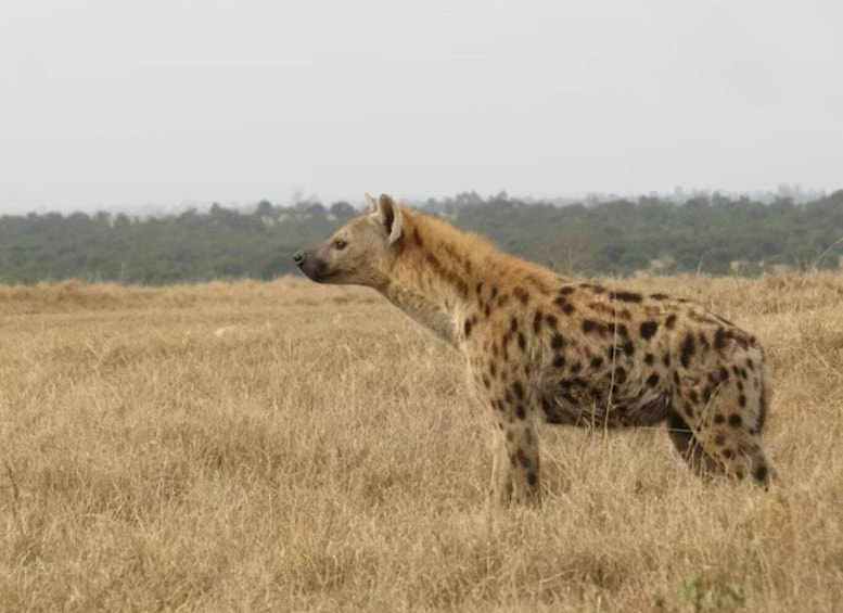 Picture 91 for Activity Nairobi: National Park, Elephants & Giraffe Center 3