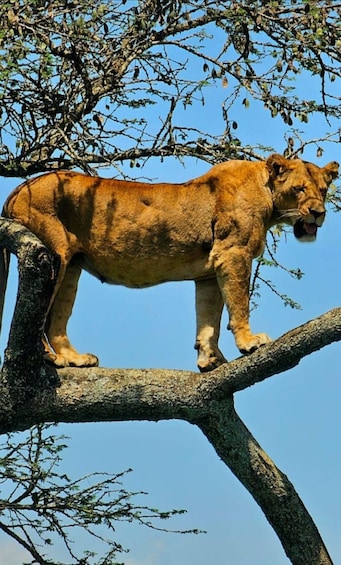 Nairobi: National Park, Elephants & Giraffe Center 4