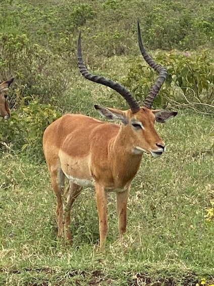 Picture 103 for Activity Nairobi: National Park, Elephants & Giraffe Center 3