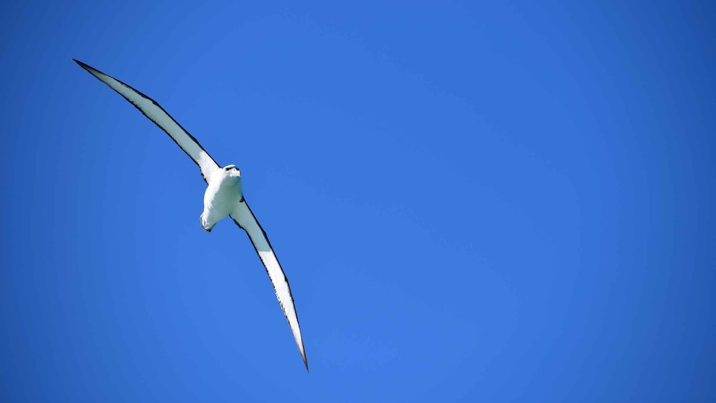 A seagull in flight against a clear blue sky. 2