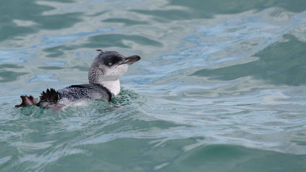 A bird swimming in the water. 1