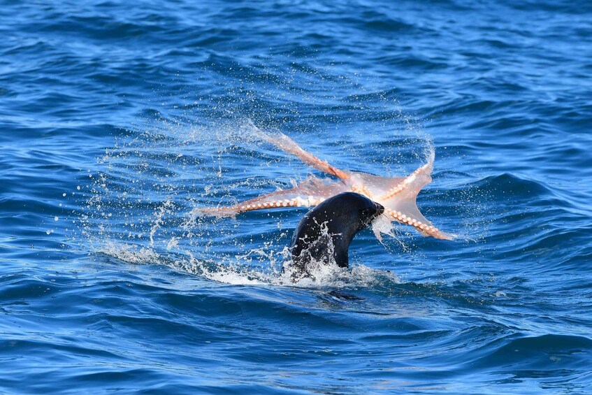A whale breaching the ocean surface, creating a splash. 3