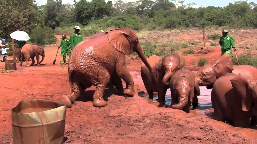 Elephants in a muddy area with people in green uniforms. 5