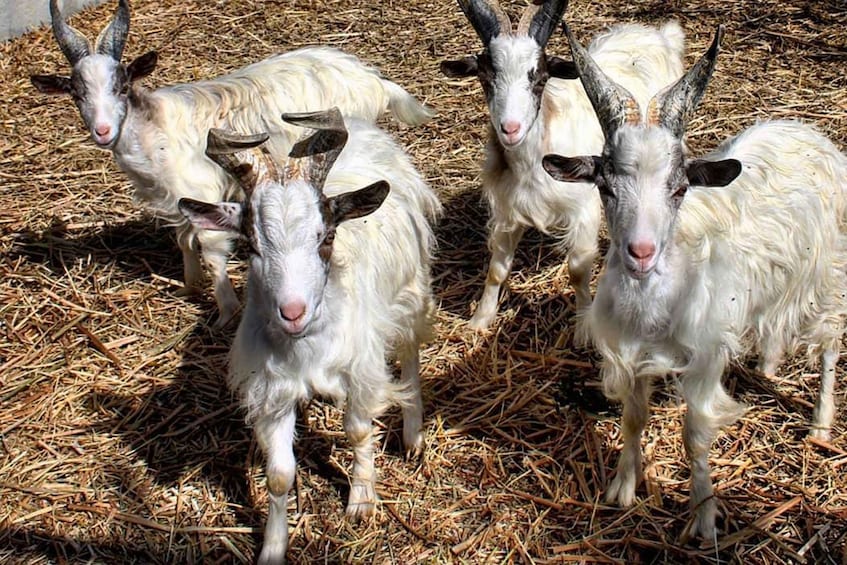 A group of goats with white fur and black horns standing on straw. 2