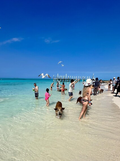 En strand med folk och en hund i vattnet. 4